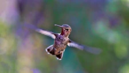 Colibri, oiseau le plus rapide