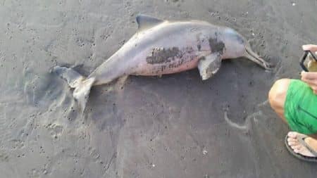Les dauphins menacés par une maladie de la peau induite par les déséquilibres environnementaux Dauphin mort, Selfie