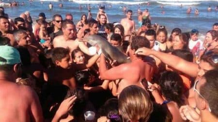 Des touristes prennent des selfies avec un rare dauphin mort Dauphin mort, Selfie, Touristes