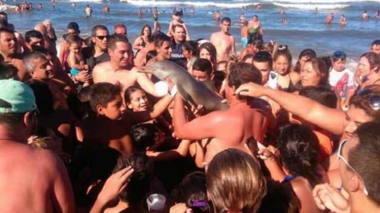 Des touristes prennent des selfies avec un rare dauphin mort