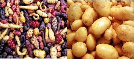 À quoi ressemblaient les fruits et légumes avant leur domestication par l’Homme ? domestication-patate