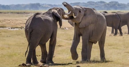 Deux éléphants