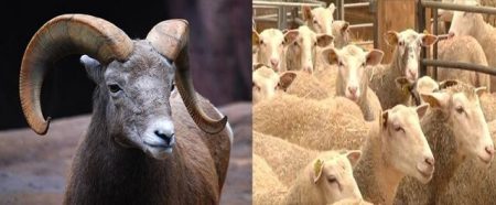 evolution-mouton