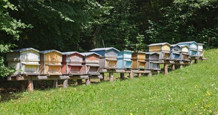 6 choses à savoir avant d&rsquo;installer une ruche dans son jardin