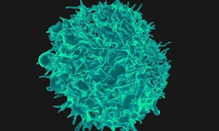 Cancer: un nouveau traitement livre d’impressionnants résultats ! Lymphocytes T