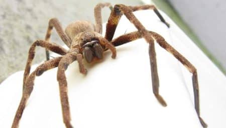 peur des araignées, Propranolol