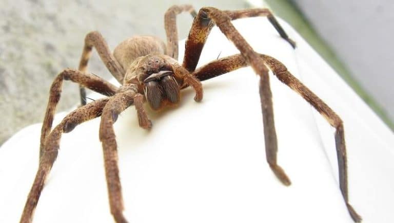 Vaincre sa peur des araignées en deux minutes grâce au Propranolol