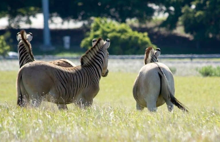 Une espèce de zèbre réapparaît grâce à des scientifiques