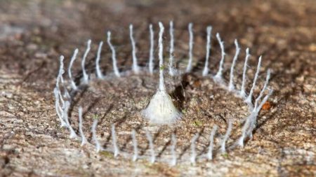 structures-insectes-nature