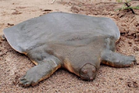tortue-carapace-molle-vietnam