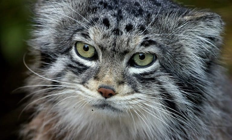 Le chat de Pallas, le plus drôle et le plus méconnu des félins