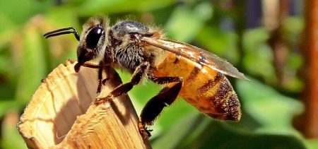 Abeille, Vaccination, Reine