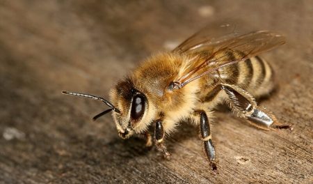Apipuncture, Piqures, Abeilles