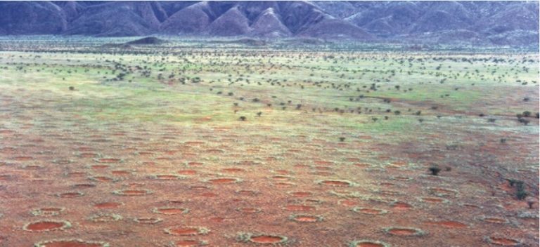En Australie, le mystère des cercles de fées s&rsquo;éclaircit