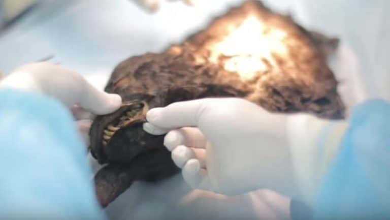 Des scientifiques ont pu décongeler un chien vieux de 12.400 ans