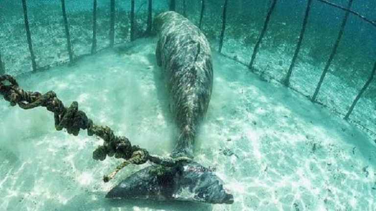 Indonésie: des plongeurs choqués de découvrir des animaux en cage sous l&rsquo;eau