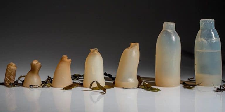 Des bouteilles en algues pour remplacer celles en plastique
