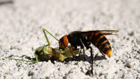 Frelon asiatique, espèce nuisible