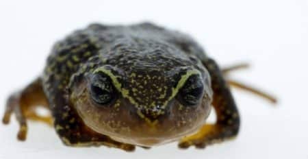 Grenouille aux sourcils jaunes