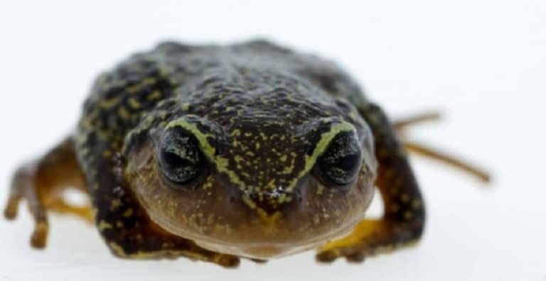 La grenouille aux sourcils jaunes découverte en Colombie
