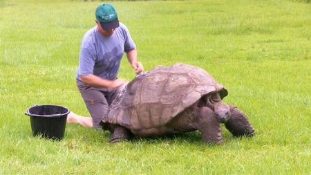À 184 ans, la plus vieille tortue au monde a pris son premier bain Jonathan, tortue géante, bain