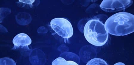 meduse, immortelle