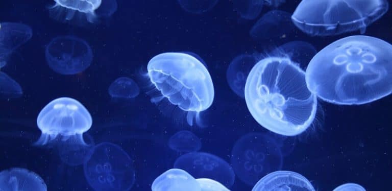 Comme l&rsquo;étoile de mer, la méduse lune est immortelle