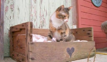 Recyclage: comment créer des meubles originaux avec des palettes en bois? recyclage, palettes, bois, chat