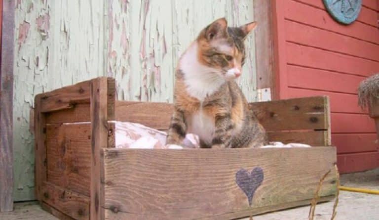 Recyclage: comment créer des meubles originaux avec des palettes en bois?