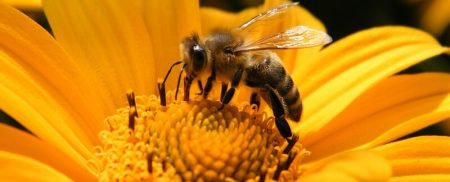 Sauver, Abeilles, Fleur