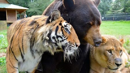 Tigre, Ours, Lion, Amour, Frères