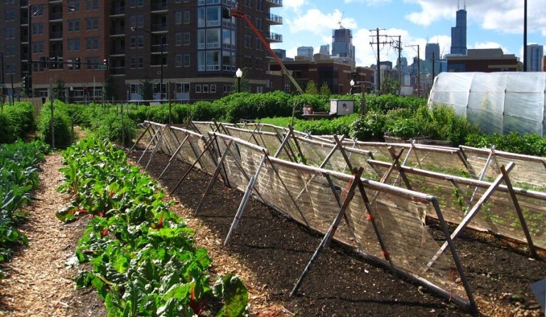 Agriculture urbaine: des enjeux écologiques, économiques et sociaux