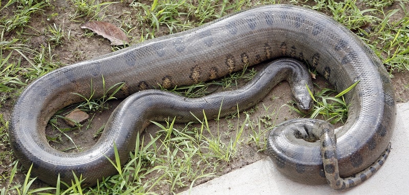 Anaconda, Serpent dangereux