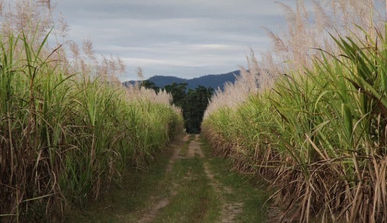 El Niño pourrait avoir provoqué une pénurie de sucre mondiale