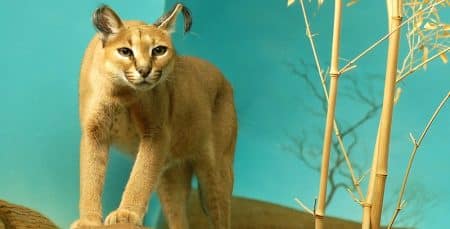 Caracal, Espèce animale, Mystérieuse