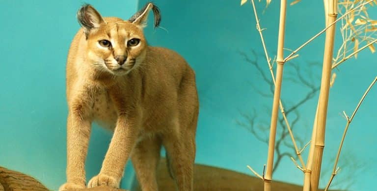 Le caracal, une espèce animale mystérieuse et fascinante