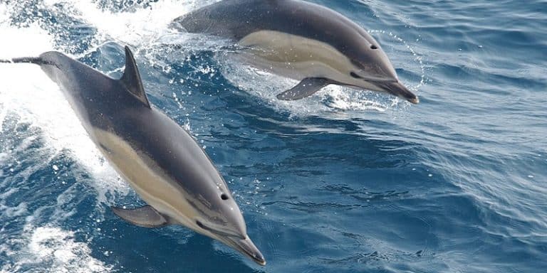 L&rsquo;armée russe souhaite acheter cinq dauphins de combat