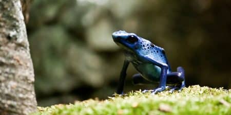 Dendrobate azureus, Dangereuse