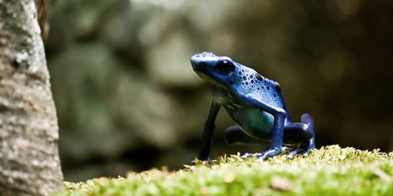 Les 10 espèces de grenouilles les plus vénimeuses au monde