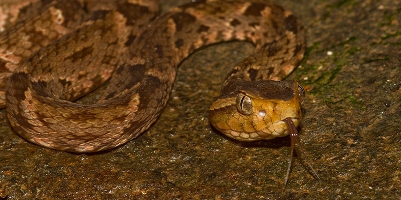 Fer de lance, Serpent dangereux