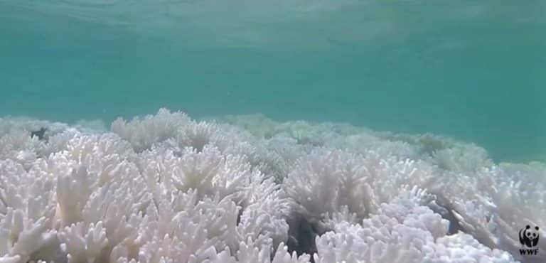 93% de la Grande Barrière de corail a blanchi