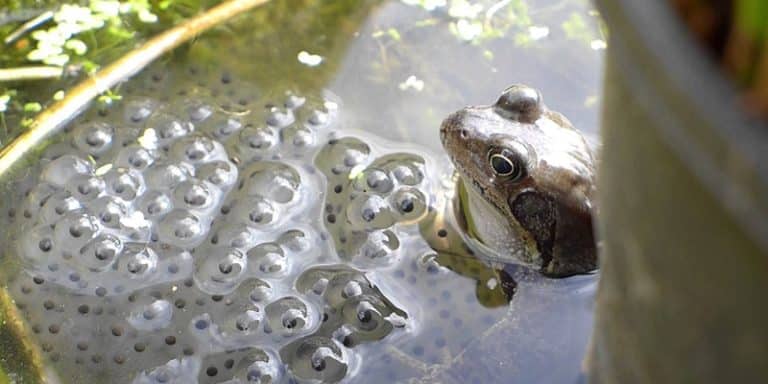 Pourquoi certains animaux se reproduisent plus que d&rsquo;autres ?