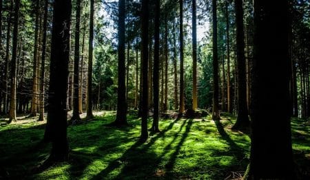 Journée de la Terre, arbres