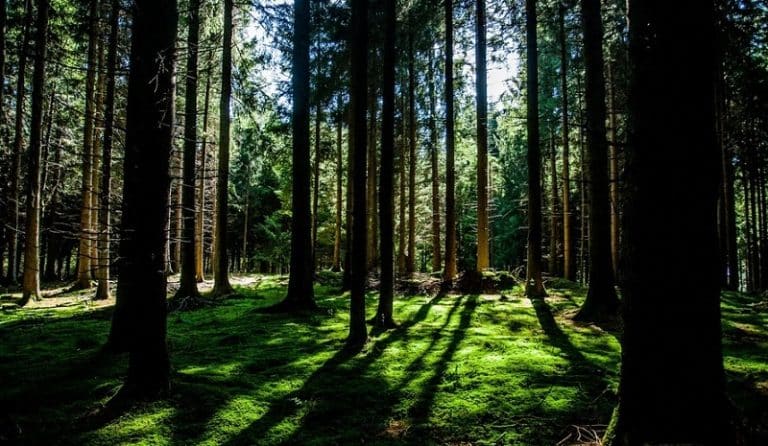 En quoi consiste la Journée de la Terre du 22 avril ?