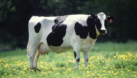 Tchernobyl: des vaches produisent du lait radioactif en Biélorussie Du lait radioactif découvert à côté de Tchernobyl en Biélorussie