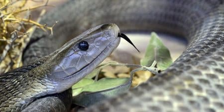 Top 10 des serpents les plus dangereux pour l’Homme Mamba noir, Serpent venimeux