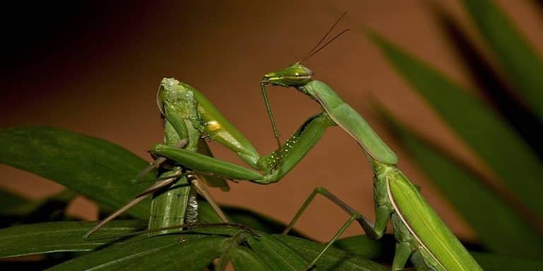 La conception de la famille chez les différentes espèces animales