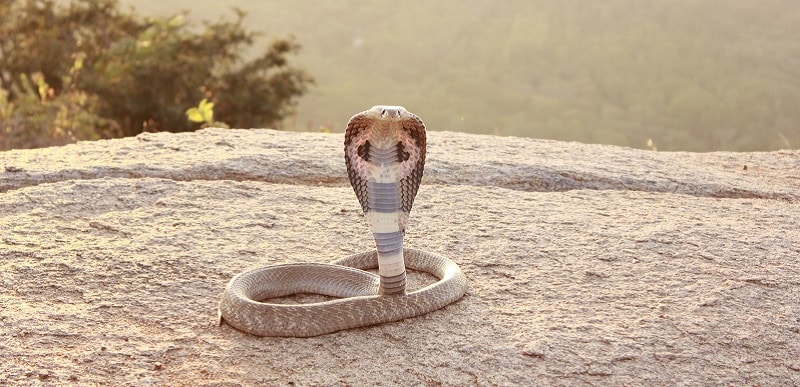 Naja naja, Serpent dangereux