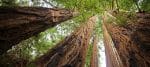 Parc, Angleterre, Sequoias