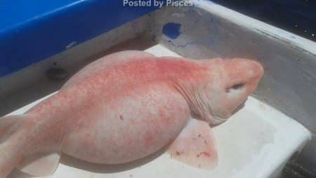 Un étrange requin-houle gonflé et rose découvert au Mexique Requin-houle albinos